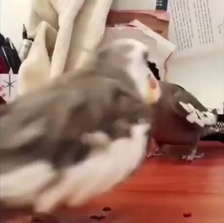 Funny bird