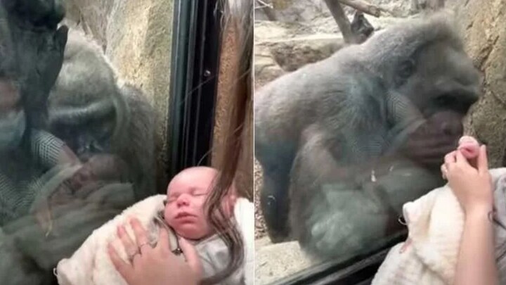 A caged mother gorilla kisses a human baby through the glass, touching millions with her boundless m