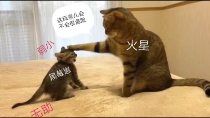 猫武士梗图