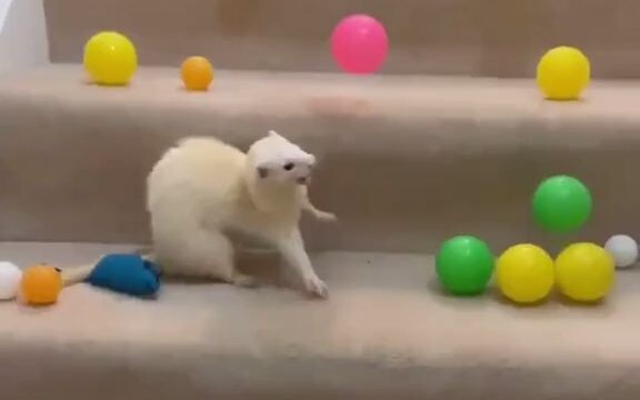 【Tian】Tian Tian: Mainan impian apa ini?