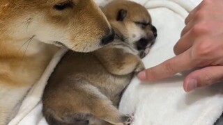 小狗长不大就好了,好可爱的宝宝