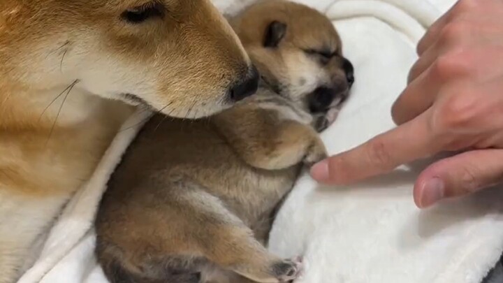 小狗长不大就好了,好可爱的宝宝