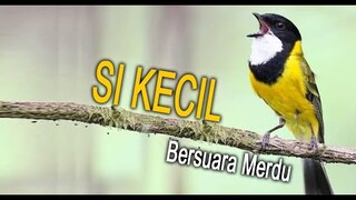 Si Kecil Bersuara Merdu (Kancilan Emas Dagu Hitam)