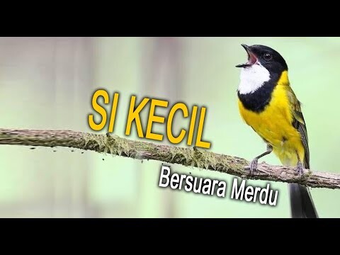 Si Kecil Bersuara Merdu (Kancilan Emas Dagu Hitam)