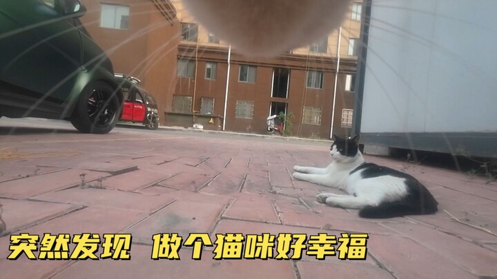 Only after we installed a camera on our cat did we realize how blissful it is to be a cat!