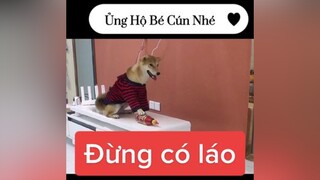 Dám trêu ta hả fyp trending xuhuong đôngvat lungmatong yeudongvat chó funny funnyvideos funnydog funnyy chócute yeudongvat❤️ dongvat fypシ dog