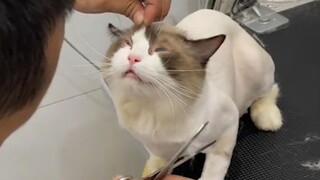 فريق مياو مياو يرتكب خطيئة عظيمة