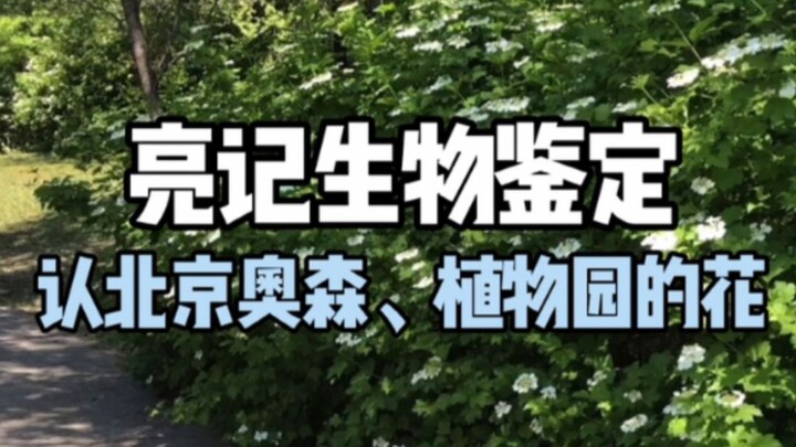 【Catatan Pengetahuan Biologi】 Mengenal Bunga di Taman Olimpiade Beijing dan Kebun Raya