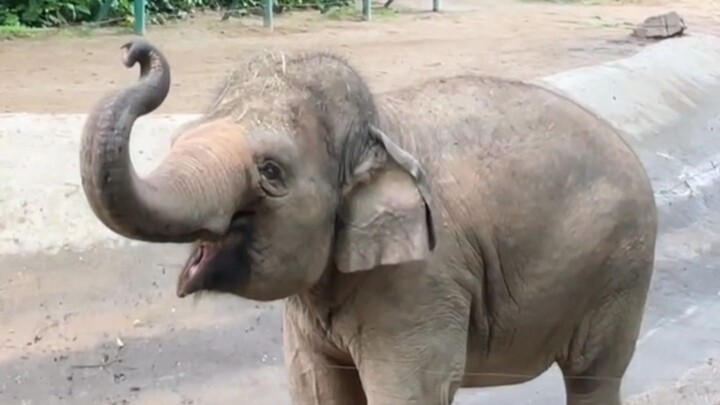Who would’ve thought? The Chimelong baby elephants are really well cared for.