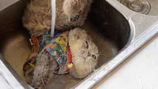 My cat can act in sci-fi movies!