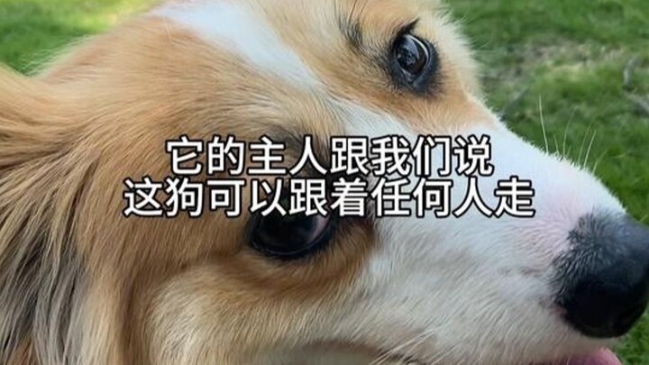 Menurut aku, ini memang anak anjing pilihan surga!