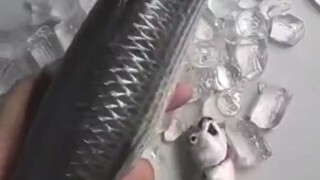 你管这叫鱼饵？