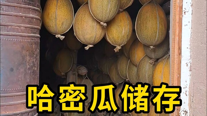 Hanging the honeydew melons—this is an ancient method for winter storage!