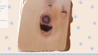 【Live2D Model】Wood Dog