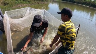 Mẹ Kế ToànQN Thu Mua 300kg Cá Của Anh Em SBATVC Về Thả Xuống Ao | ToànQN