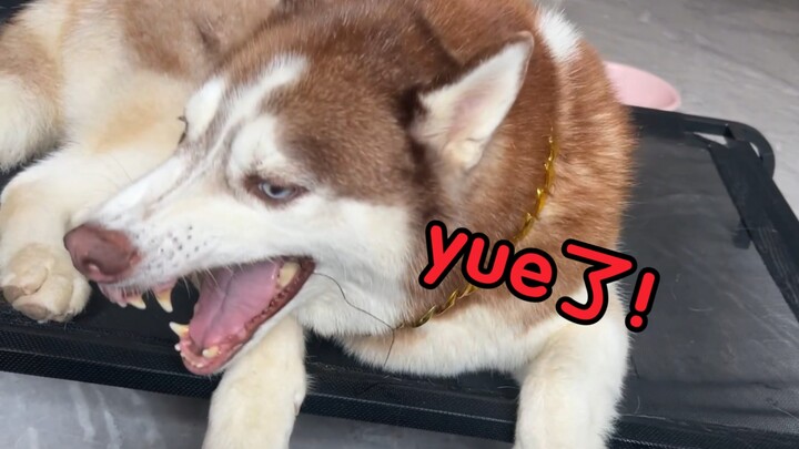 Husky: A little bit smart, but not much!