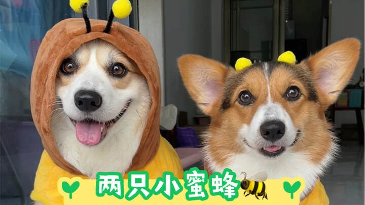 It’s getting colder—time to stock up on cozy fall/winter clothes for your pup!