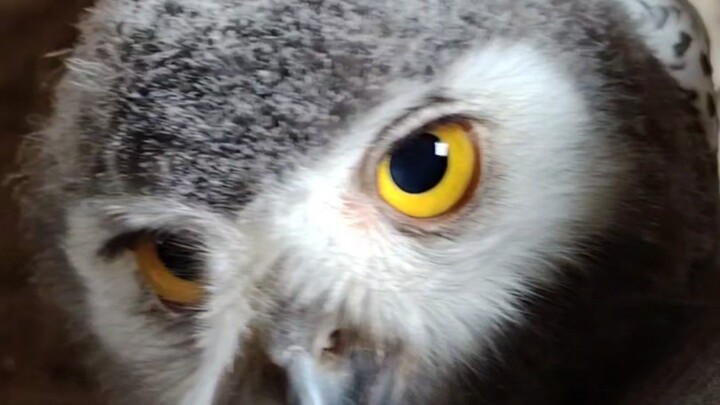 Snow owl babies are so cute