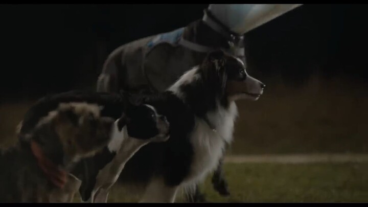 Strays _ 2023 watch Full Movie: Link in description