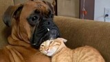 Funny animals - Funny cats / dogs - Funny animal videos 126