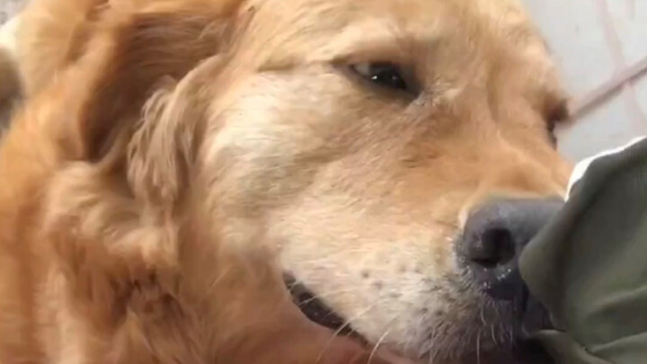 Liking humans seems to be hardwired into a dog’s DNA.