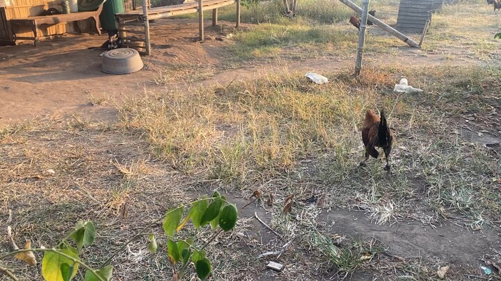 stag vs cock