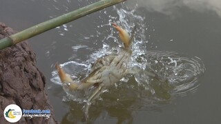 Câu CUA BIỂN RANG ME Món Ngon Người Miền Tây | Hội Ngộ Miền Tây - Tập 431