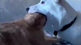 [Video Lucu] Anjing: Saatnya Makan