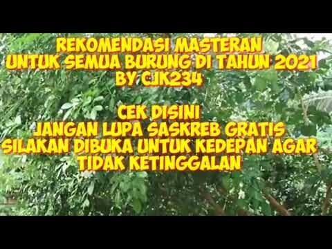 REKOMENDASI MASTERAN 2021 EKSPERIMENT MASTERAN murai trotol dan untuk semua jenis burung