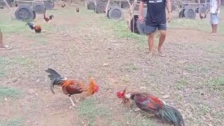 HELPING A FRIEND FOR SALE EARLY BIRD(WPC and LOCAL BANDED) RAS GAME FARM,GUIMARAS ILOILO 09284257150