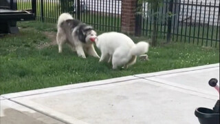 Dua anjing berebut mainan, dari siang hingga malam!