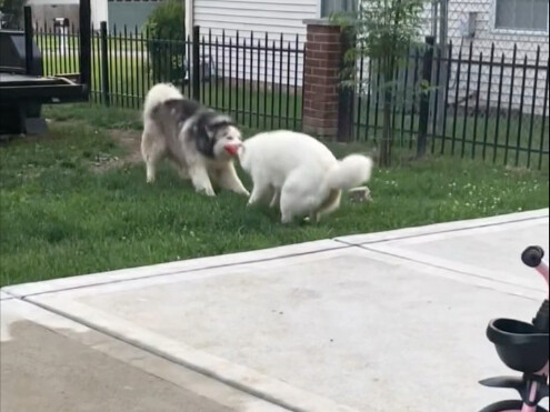 两只狗狗抢玩具，从白天抢到黑夜！