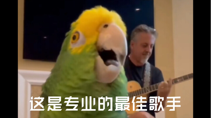 This is the professional's best singer.