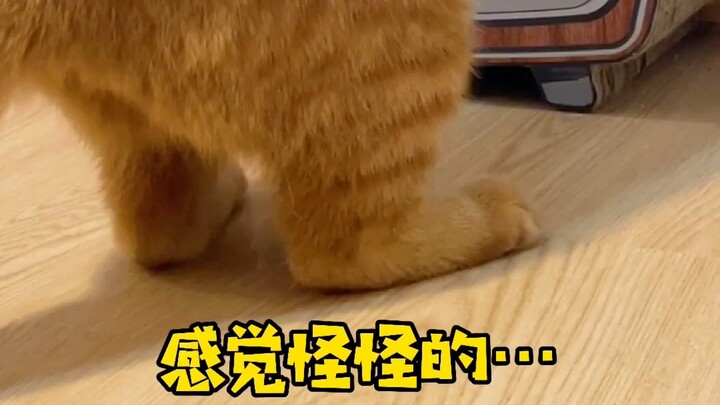 Bàn chân sau của mèo nhà tôi dường như đã tiến hóa thành người rồi!