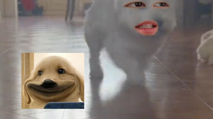 I'm done being this dog; you take over.