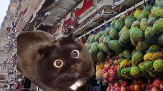 (Cat Meme) Cuộc sống hàng ngày khi du học ở Ai Cập [1: Lần đầu đến Ai Cập]