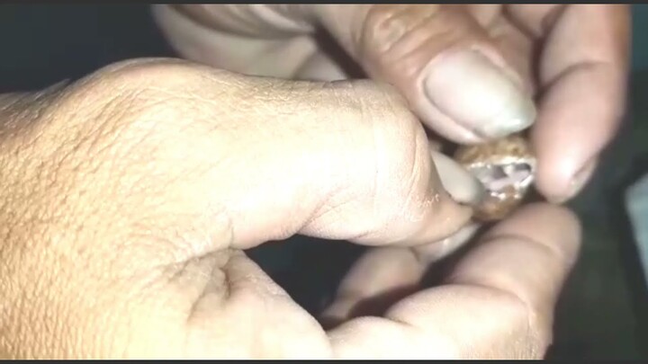 Membantu buka telur murai yg belum menetas