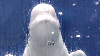 "Chú cá voi trắng nhỏ" dạy hư cá voi trắng lớn!