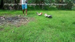 First Sparring of JM Fantastic "Dom" Broodstag 6months old vs. Iron Cock GF "Kanawayon" Broodstag