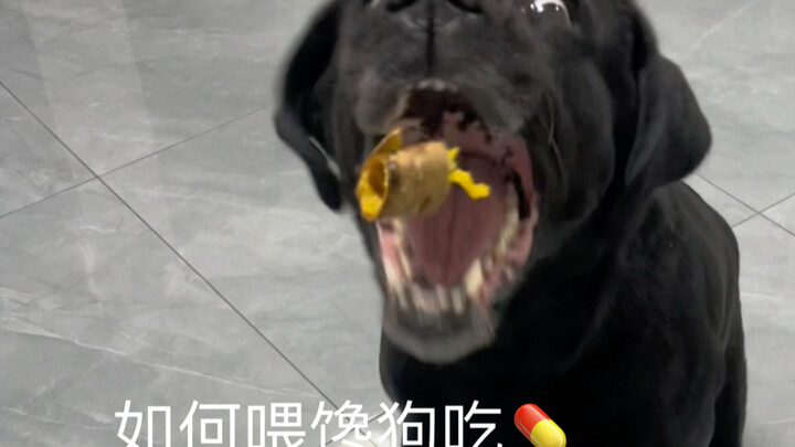 How to Feed Your Craving Dog Some Yao 💊