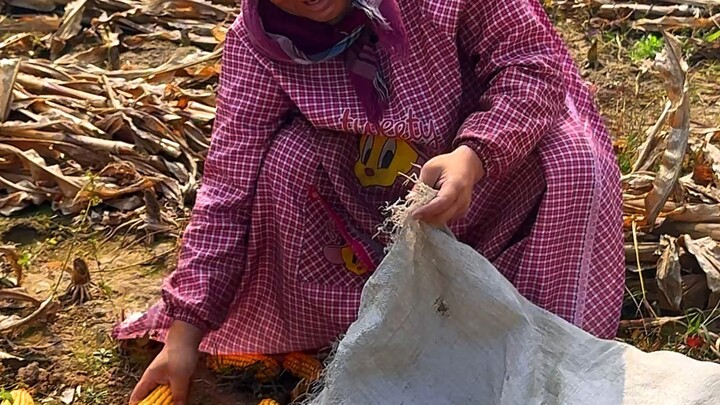 #Đao Ca# Bóc ngô# Thu hoạch mùa thu