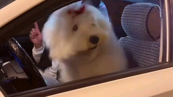 dancing dog