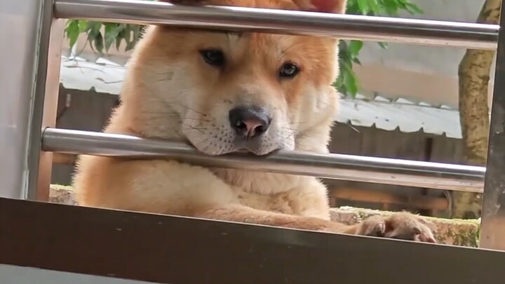 The big yellow dog at my relatives' house