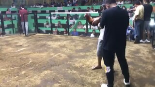 Our boston 1st fight WIN 2hits arcontica cockfit arena