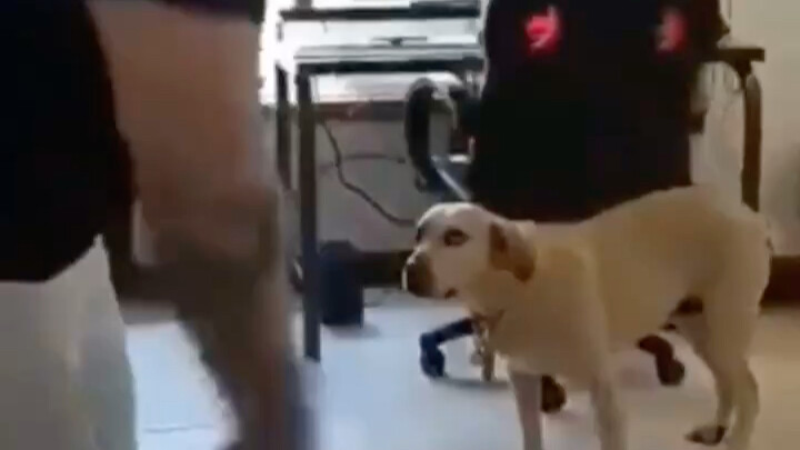 Doggy: After buying a VR headset, the human hasn’t been as clever as before.