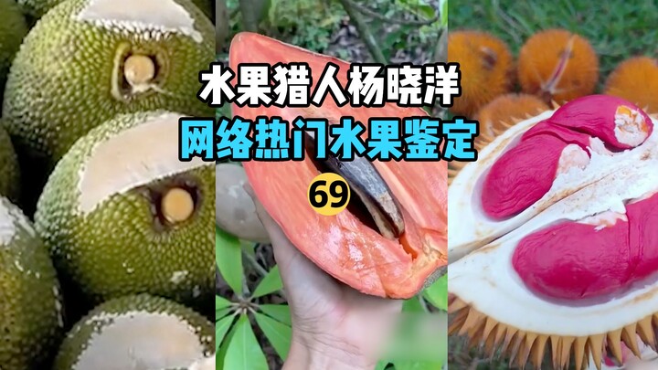 [Thợ săn Trái cây × Hunter] Kiểm định thực vật nổi tiếng trên mạng 69