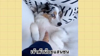 เพื่อนตัวน้อยแสนซน : เจ้าตัวน้อยแสนซน