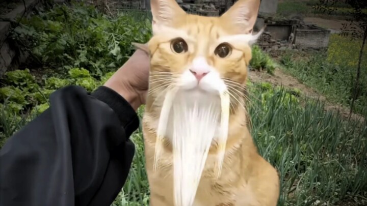 Fairy Cat doesn’t need wet cat treats—just breathe on the Spinosaurus!