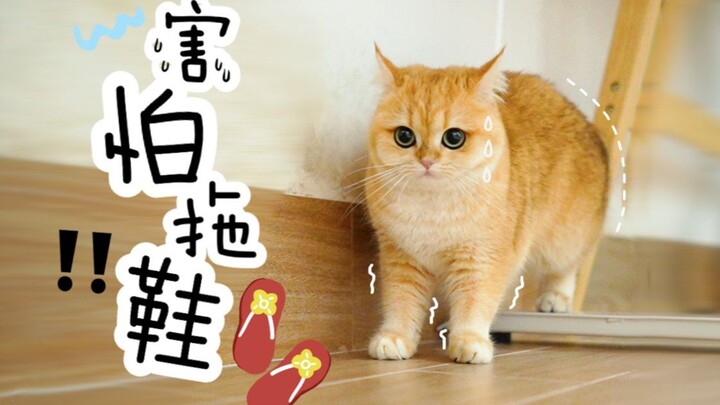 The little kitten got so scared at the sight of the slippers it stood on end! Its human calmly tried