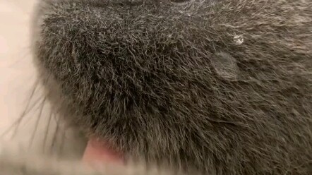 The blue cat who drinks water, meow!